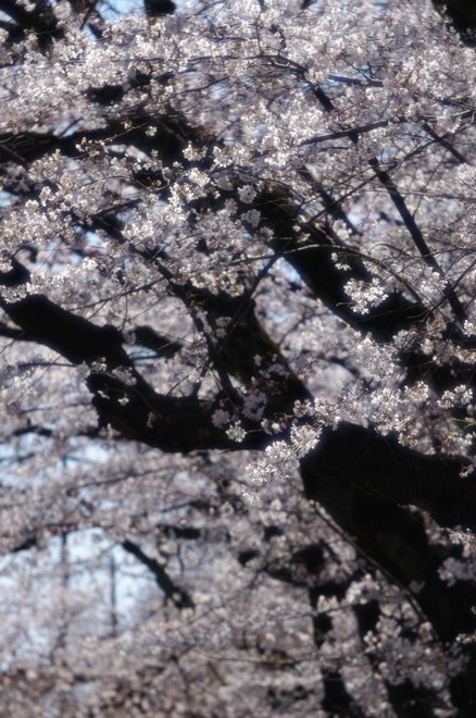 2012桜002.jpg